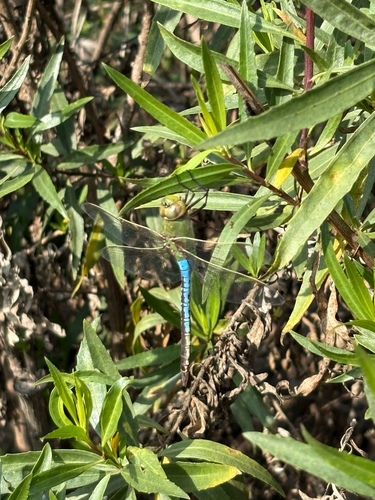 iNaturalist observation photo of Common Green Darner
