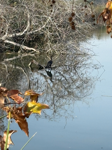 iNaturalist observation photo of Double-crested Cormorant