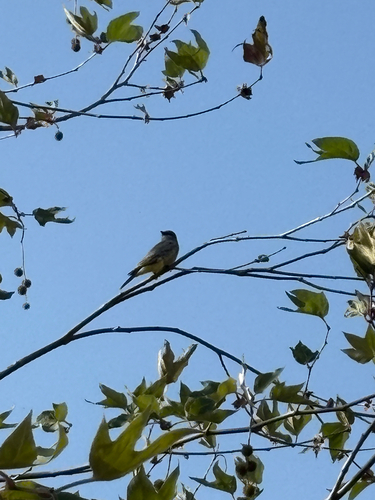iNaturalist observation photo of Cassin's Kingbird