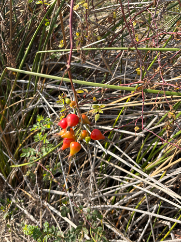 iNaturalist observation photo of California Wild Rose