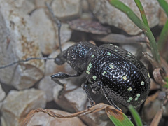 Otiorhynchus gemmatus