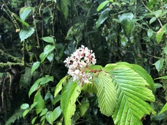 Begonia cooperi