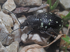 Otiorhynchus gemmatus
