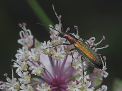 Chrysanthia viridissima