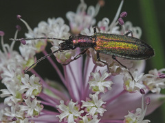 Chrysanthia viridissima