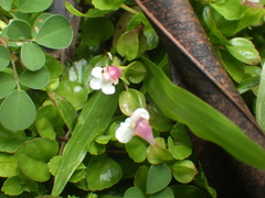 Torenia polygonoides