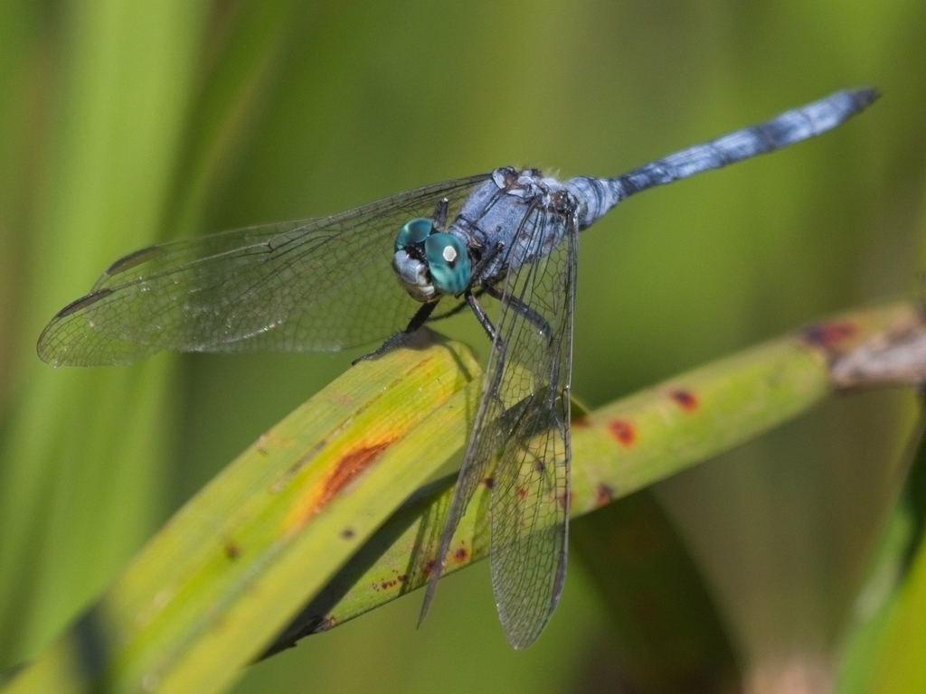 Hintz's Skimmer