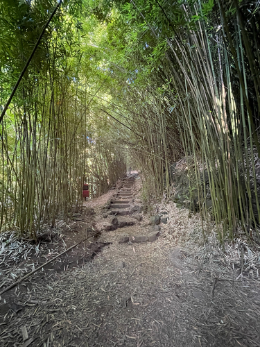 Phyllostachys nigra, photograph 6