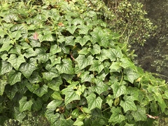 Delairea odorata
