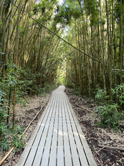 (c) Mark Valen, some rights reserved (CC BY) Phyllostachys nigra, photograph (c) Mark Valen, some rights reserved (CC BY)