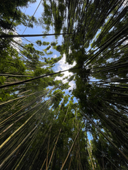 (c) Mark Valen, some rights reserved (CC BY) Phyllostachys nigra, photograph (c) Mark Valen, some rights reserved (CC BY)