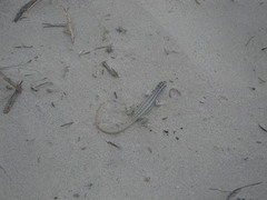 Leiocephalus raviceps