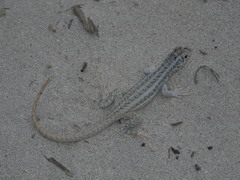 Leiocephalus raviceps