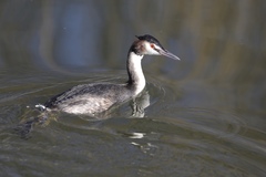 Podiceps cristatus