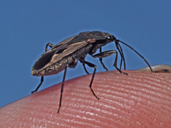 Rhyparochromus