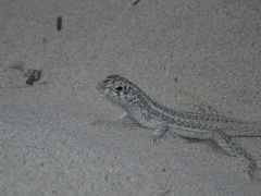 Leiocephalus raviceps