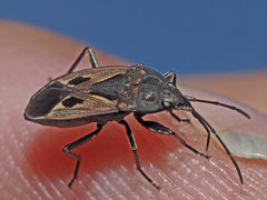 Rhyparochromus