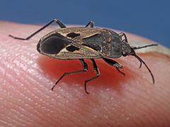 Rhyparochromus