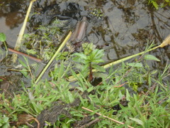 Hygrophila