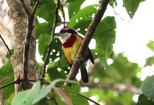 Scarlet-banded Barbet (Capito wallacei), photo 3