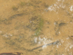 Hydrilla verticillata
