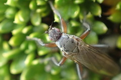Coelopa