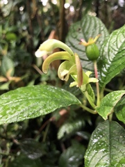 Burmeistera cyclostigmata