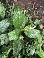 Burmeistera cyclostigmata