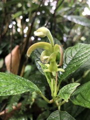 Burmeistera cyclostigmata