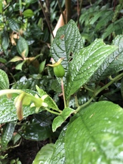 Burmeistera cyclostigmata