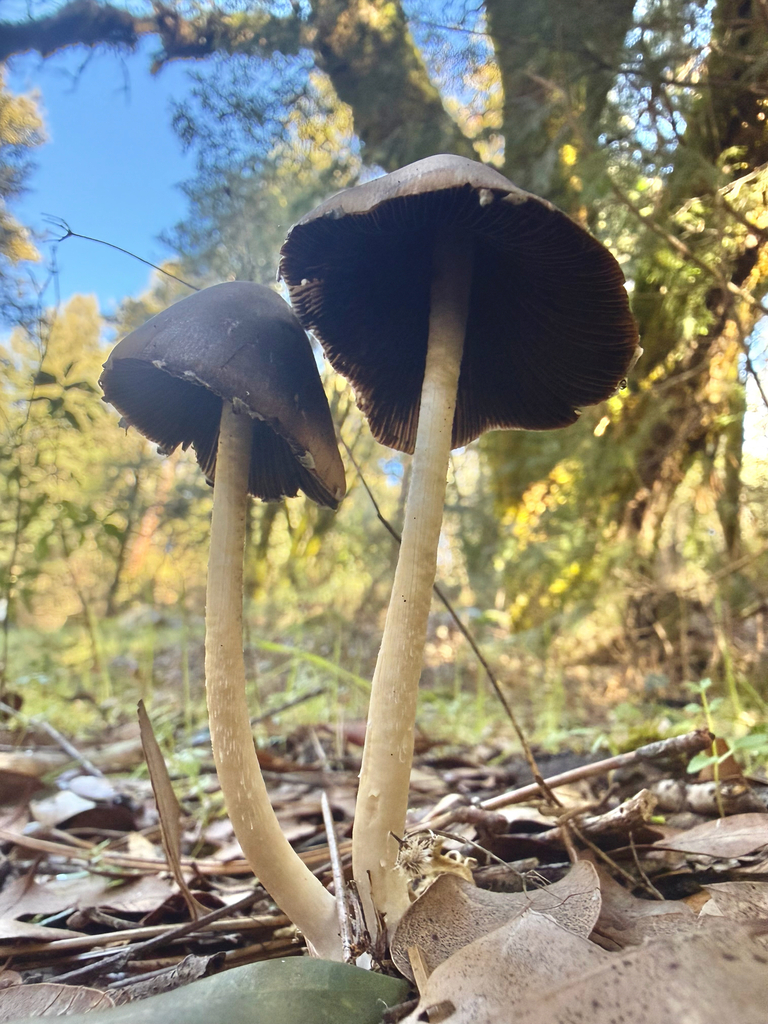 Psathyrella longipes · December 2025 · photo: © dk1234 (iNaturalist, cc-by)