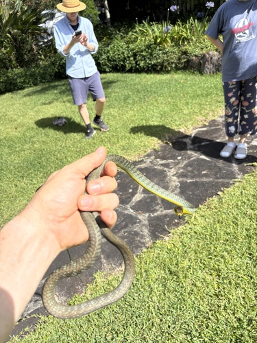 Common Tree Snake sighting