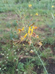 Cleome angustifolia
