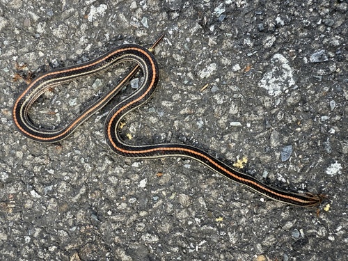 Eight-striped Kukri Snake