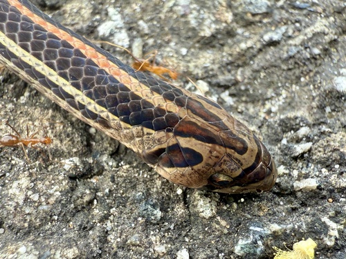 Eight-striped Kukri Snake