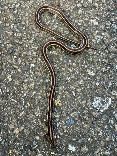 Eight-striped Kukri Snake