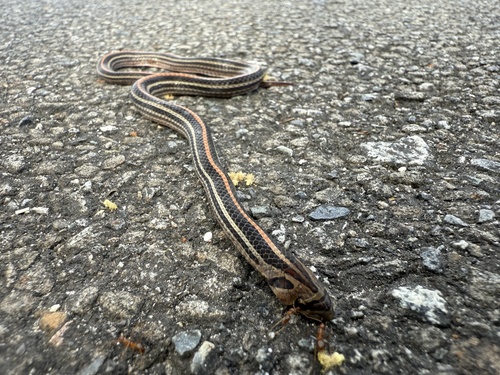 Eight-striped Kukri Snake