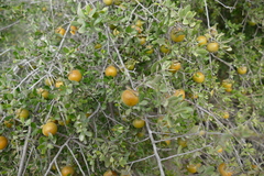 Diospyros intricata