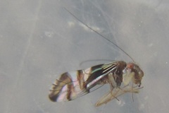 Pentacladus eucalypti