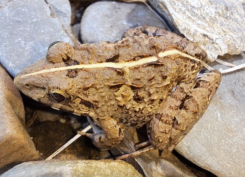 Fejervarya limnocharis