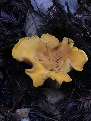 Cantharellus californicus