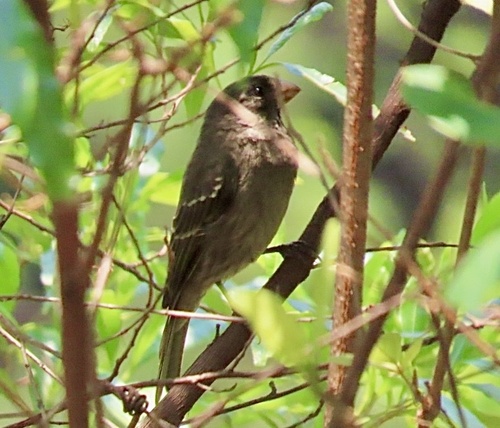Thick-billed Seedeater