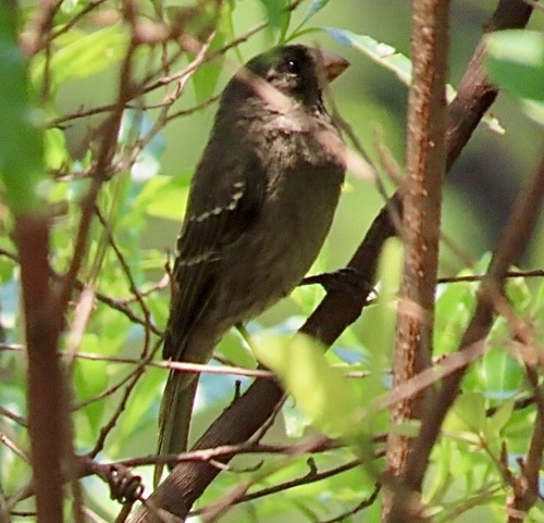 Thick-billed Seedeater (Crithagra burtoni), photo 4