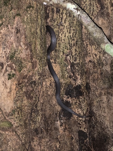 Crowned Snakes sighting