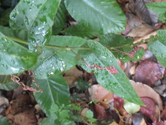 Cissus hastata