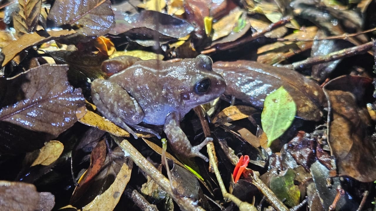 Eupsophus emiliopugini Formas, 1989