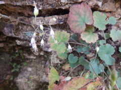Heuchera puberula