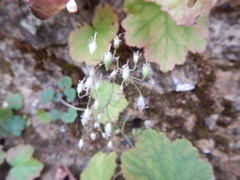 Heuchera puberula