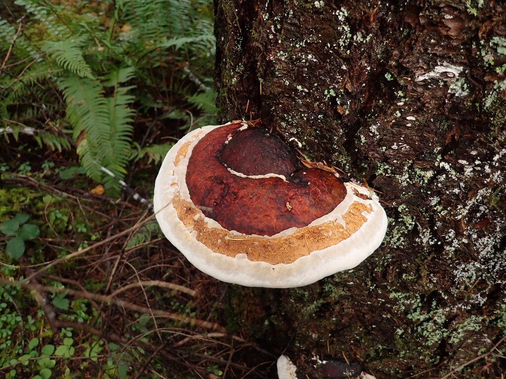 Fomitopsis mounceae · November 2025 · photo: © elik03 (iNaturalist, cc-by)