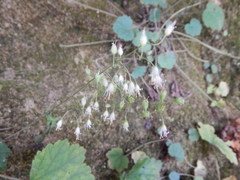Heuchera puberula
